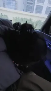 让自己的骚同事先在车里口爆，最后狠狠地内射了