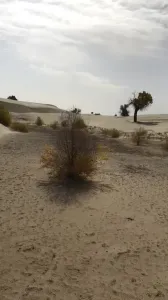 反差小母狗沙漠露脸口交吃大鸡吧