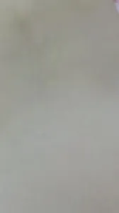 骚货后入